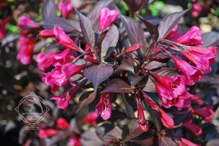 Weigela FLORIDA Alexandra