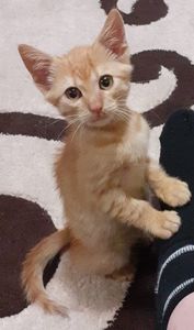 Tomiță,  azi  ❤❤❤