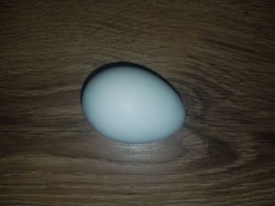 Primul ou; Primul ou la 7 luni
