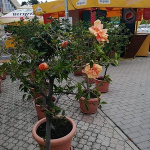 IMG-20211007-WA0004