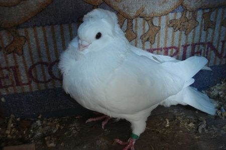 963 M mb dej; fem p 14 cu masc 19
