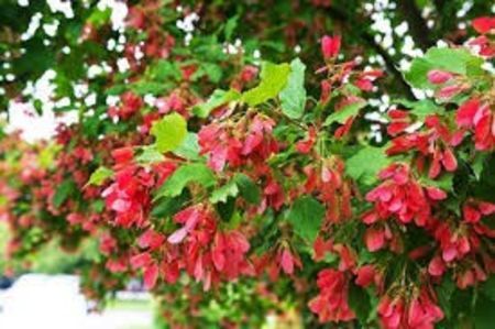 artar tataresc 1m-20lei; Artarul tataresc (gladis) este un arbust de 7-8 metri, are tulpina neteda, mult ramnificata, cu frunze simple, ovale si crestate, iar florile de culoare galbuie, decorative. Ponderea apicola este 1000
