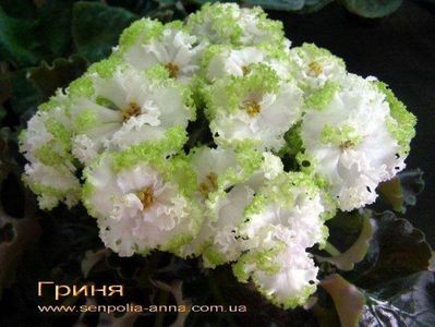Grinya