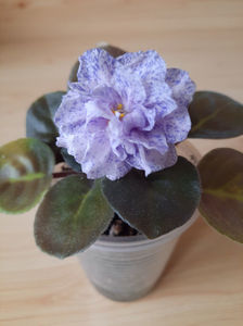 RS Morskaya Princessa