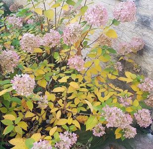 Hortensia paniculata in haine de toamna