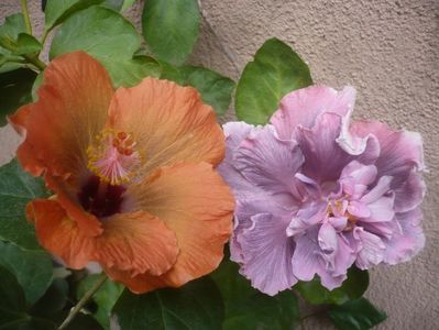 P1510295