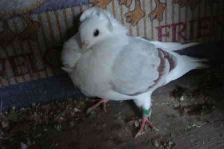 177-20 m mb dej