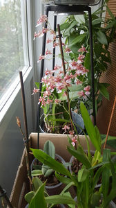 oncidium "rosy sunset"