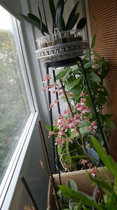 oncidium "rosy sunset"