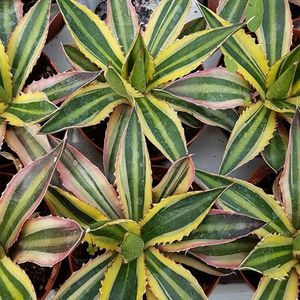 agave-lophantha-quadricolor