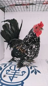 vandut