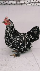 vanduta