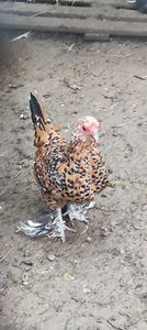 vanduta