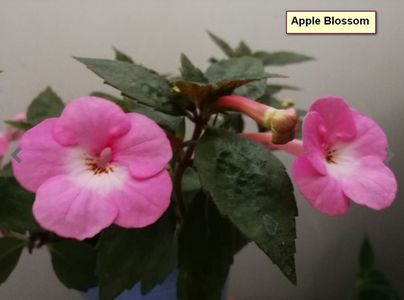 Apple Blossom