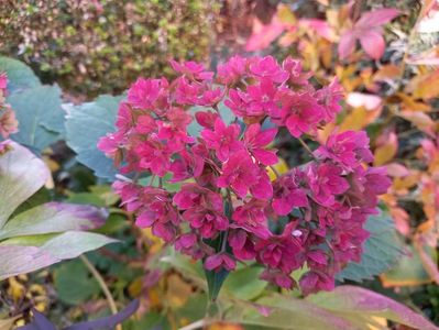 Hortensia You and me forever