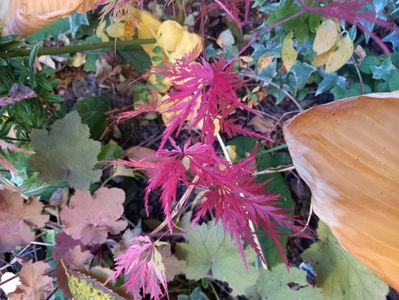 Acer Seiryu