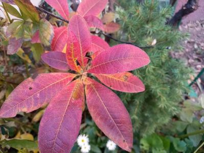 Azalea mollis Goldtopas