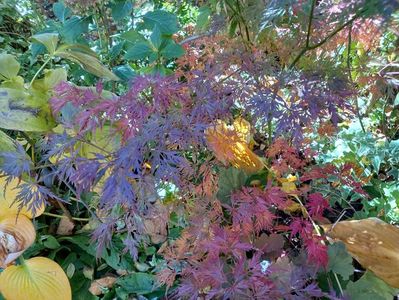 Acer Seiryu, e multicolor