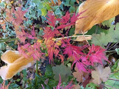 Acer Seiryu