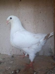 received_4453679958086133