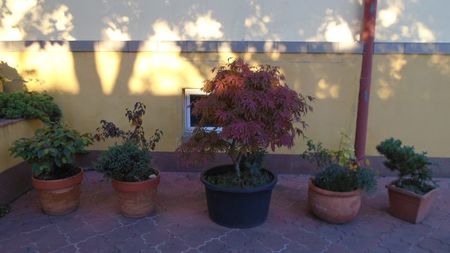 Forme si culori la sfarsitul lunii octombrie, o luna foarte friguroasa
