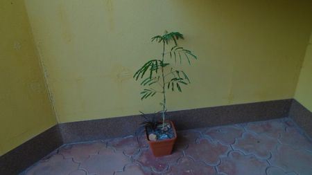 Acacia leucophloea (White bark acacia, Palo blanco)