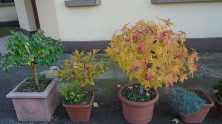 Forme si culori la sfarsitul lunii octombrie