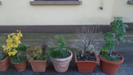 Forme si culori la sfarsitul lunii octombrie
