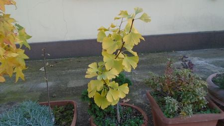 Forme si culori la sfarsitul lunii octombrie
