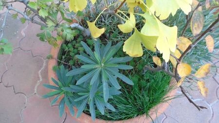 Forme si culori la sfarsitul lunii octombrie