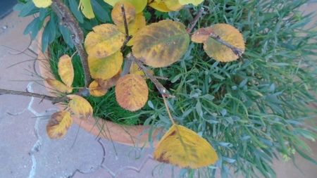 Forme si culori la sfarsitul lunii octombrie