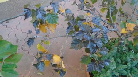 Forme si culori la sfarsitul lunii octombrie