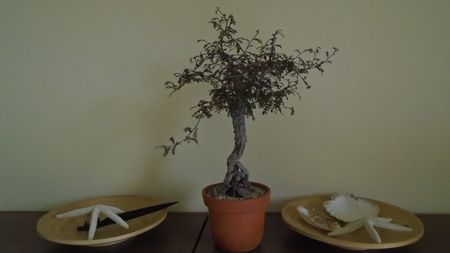 Operculicarya decaryi