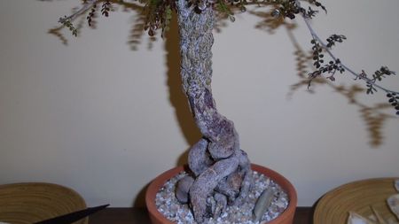 Operculicarya decaryi
