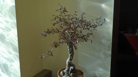 Operculicarya decaryi