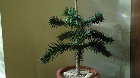Araucaria araucana