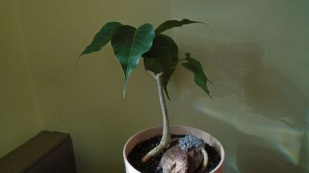 Ficus religiosa