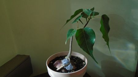 Ficus religiosa
