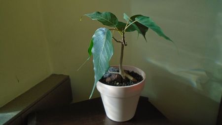 Ficus religiosa