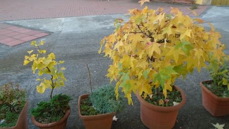 Liquidambar styraciflua