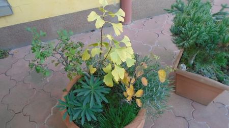 Arbore de stafide (Amelanchier lamarckii) & Ginkgo biloba & Paducel (Crataegus monogyna)