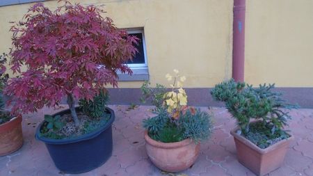 Acer palmatum