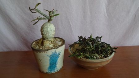 Euphorbia suzannae-marnierae & Euphorbia decaryi