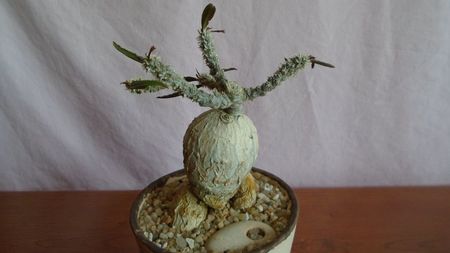 Euphorbia suzannae-marnierae