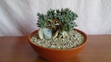 Trichodiadema densum