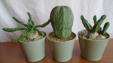 Grup de 3 Euphorbia: flanaganii, obesa & tubiglans