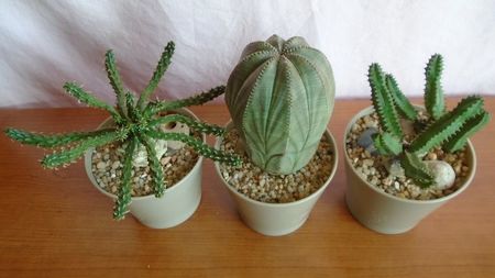 Grup de 3 Euphorbia: flanaganii, obesa & tubiglans