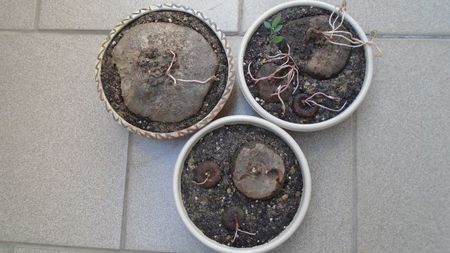 Cyclamen repandum + Pungitopo, regiunea muntoasa din N. Italiei