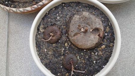 Cyclamen repandum + Pungitopo, regiunea muntoasa din N. Italiei