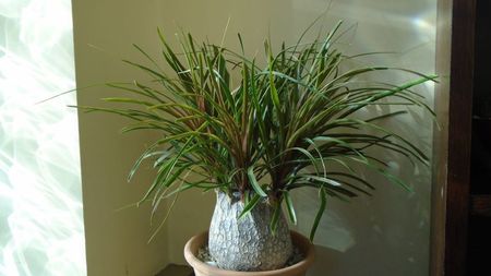 Beaucarnea recurvata (Nolina)